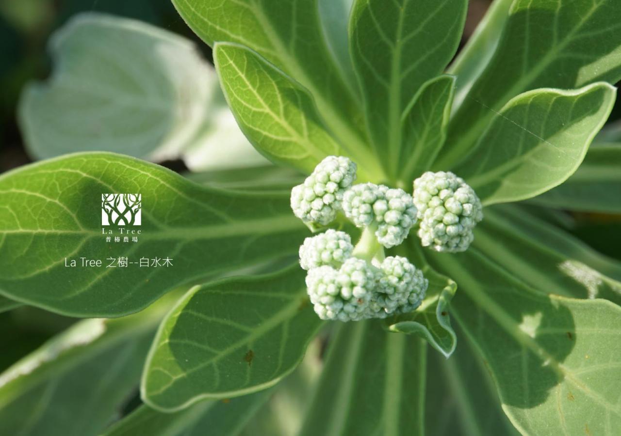 La Tree 普椿農場木子莊園 Apartment Donghe Exterior foto